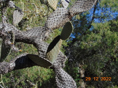 Opuntia streptacantha