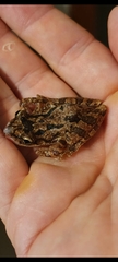 Scinax