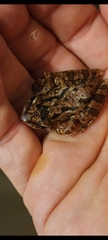 Scinax