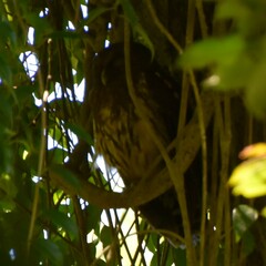 Strix virgata