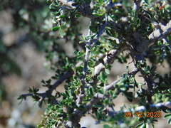 Condalia ericoides