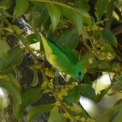 Chlorophonia callophrys