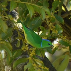 Chlorophonia callophrys