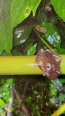 Eleutherodactylus coqui