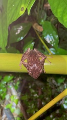 Eleutherodactylus coqui