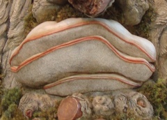 Ganoderma