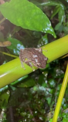 Eleutherodactylus coqui