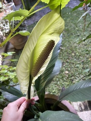 Spathiphyllum