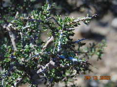 Condalia ericoides