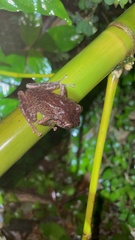 Eleutherodactylus coqui