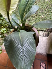 Spathiphyllum
