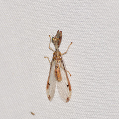 Dicromantispa interrupta