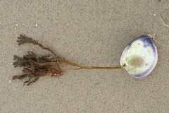 Fucus vesiculosus
