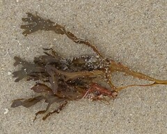 Fucus vesiculosus
