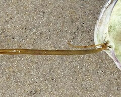 Fucus vesiculosus