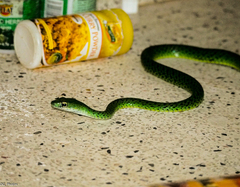 Philothamnus semivariegatus