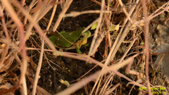 Hyla flaviventris