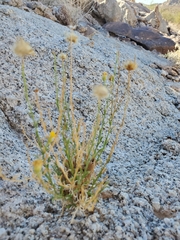 Bebbia juncea