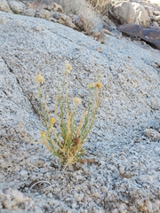 Bebbia juncea