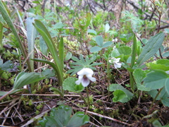 Viola renifolia