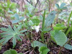 Viola renifolia