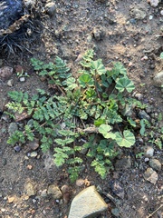 Erodium