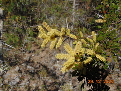 Vachellia rigidula