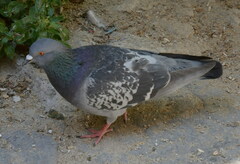 Columba livia domestica