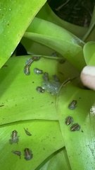 Eleutherodactylus coqui