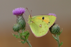 Colias fieldii