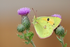 Colias fieldii