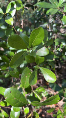 Quercus myrtifolia