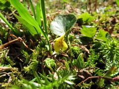 Viola orbiculata