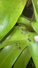 Eleutherodactylus coqui