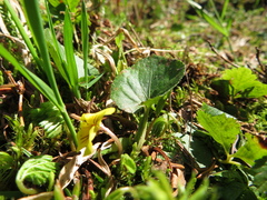 Viola orbiculata