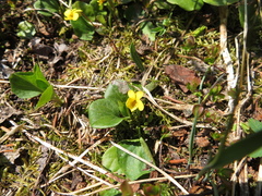 Viola orbiculata
