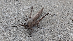 Anacridium aegyptium