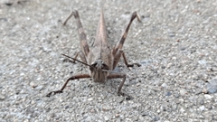 Anacridium aegyptium