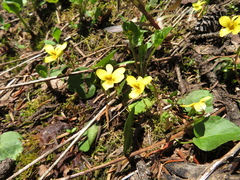 Viola orbiculata