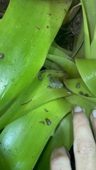 Eleutherodactylus coqui