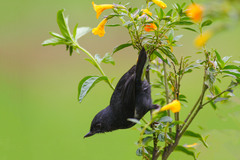 Diglossa albilatera