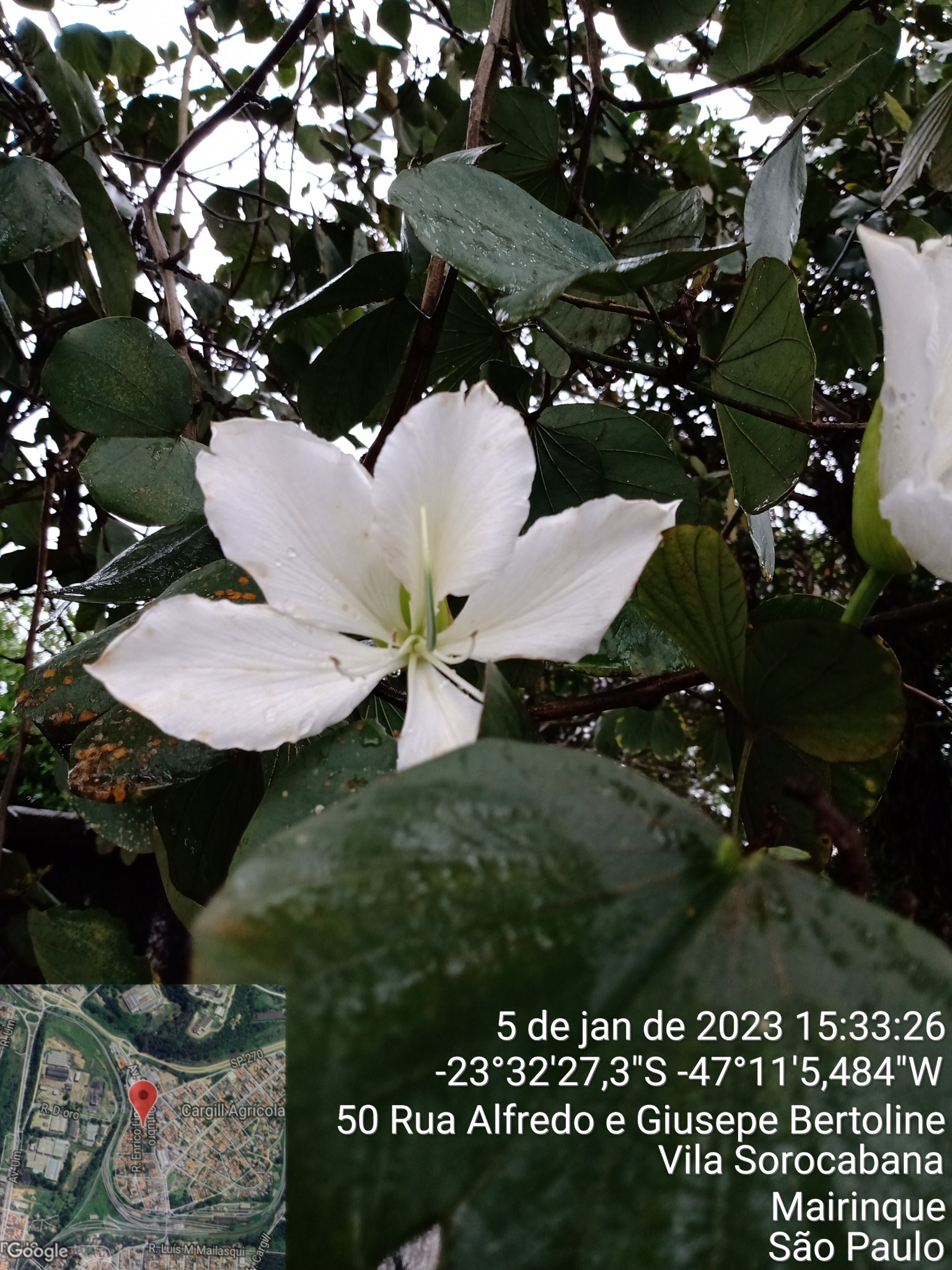Bauhinia variegata