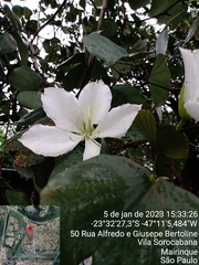 Bauhinia variegata candida