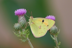Colias fieldii