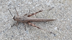 Anacridium aegyptium