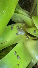 Eleutherodactylus coqui