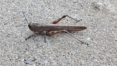 Anacridium aegyptium