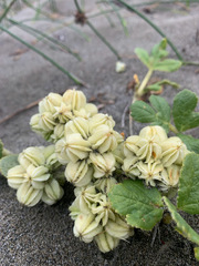 Glehnia littoralis