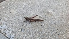 Anacridium aegyptium