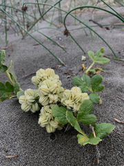Glehnia littoralis